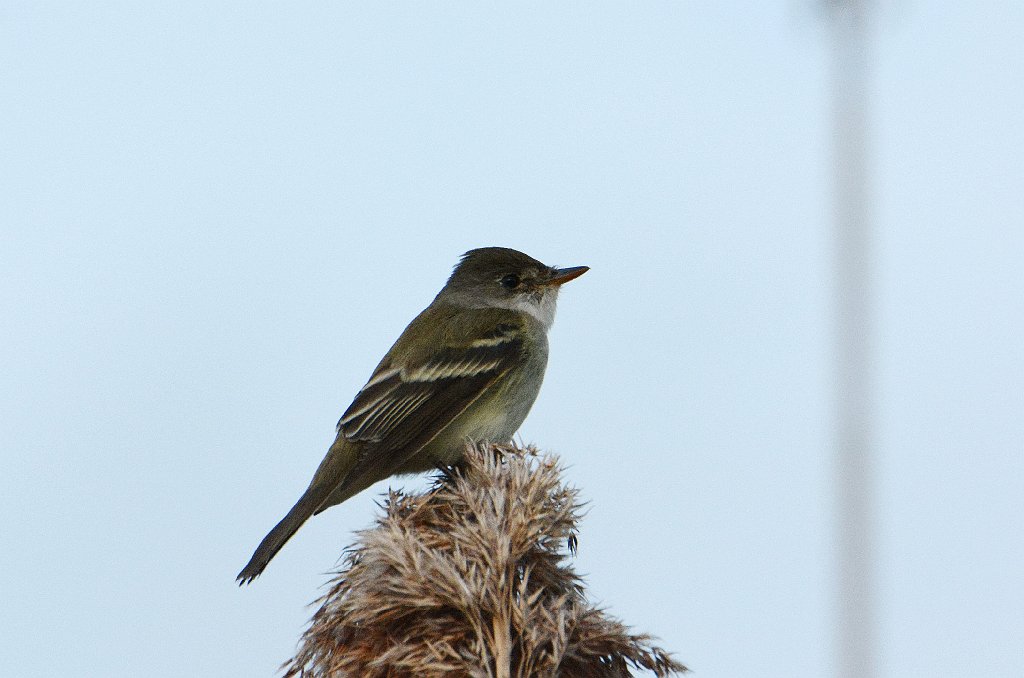 Flycatcher, Willow, 2016-05189867 Broad Meadow Brook, MA.JPG - Willow Flycatcher. Broad Meadow Brook Wildlife Sanctuary, MA, 5-18-2016